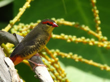 Load image into Gallery viewer, Gold-breasted Waxbill