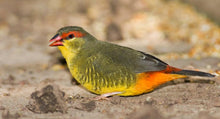 Load image into Gallery viewer, Gold-breasted Waxbill