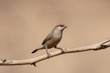 Load image into Gallery viewer, Red-Eared Waxbill