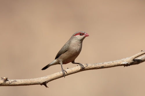 Red-Eared Waxbill