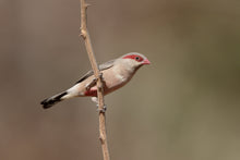 Load image into Gallery viewer, Red-Eared Waxbill