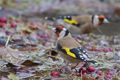 European Parva Goldfinch