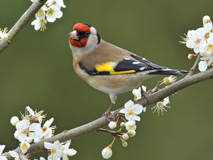 European Parva Goldfinch