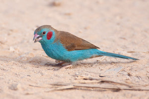 Red-cheeked Cordon Bleu Finch