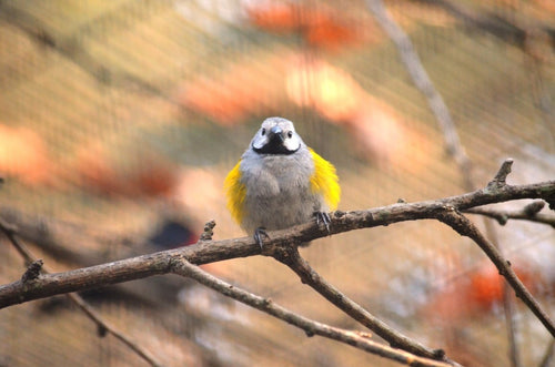 Grey-headed Oliveback