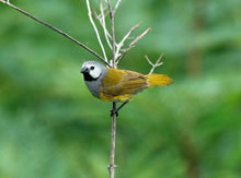 Load image into Gallery viewer, Grey-headed Oliveback