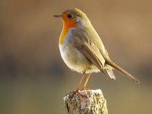 Load image into Gallery viewer, European Robin
