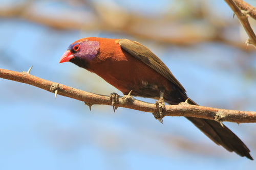 Violet eared Waxbill