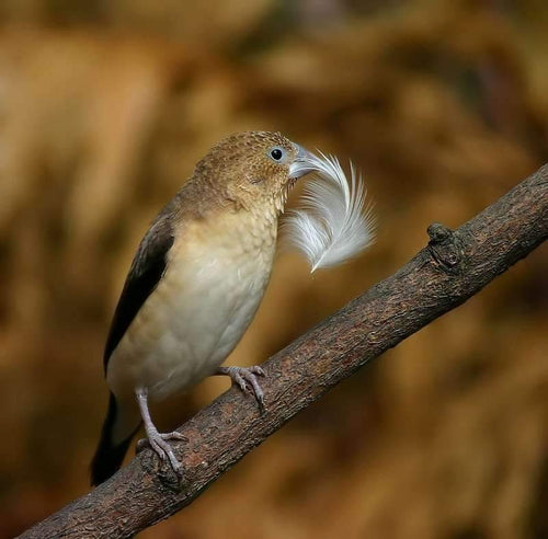 African Silverbill