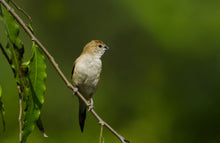Load image into Gallery viewer, African Silverbill