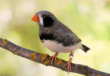 Load image into Gallery viewer, Black Face Zebra Finch