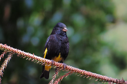 Black Siskin