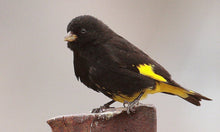 Load image into Gallery viewer, Black Siskin