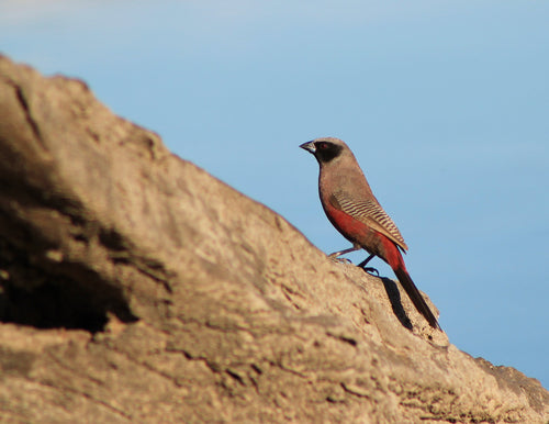 Black-cheeked Waxbill