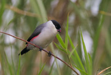 Load image into Gallery viewer, Black-crowned Waxbill