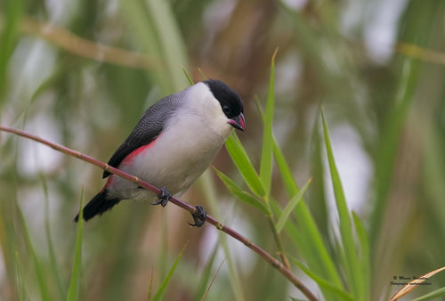 Black-crowned Waxbill