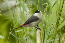 Load image into Gallery viewer, Black-crowned Waxbill