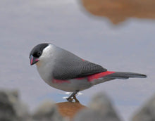 Load image into Gallery viewer, Black-crowned Waxbill