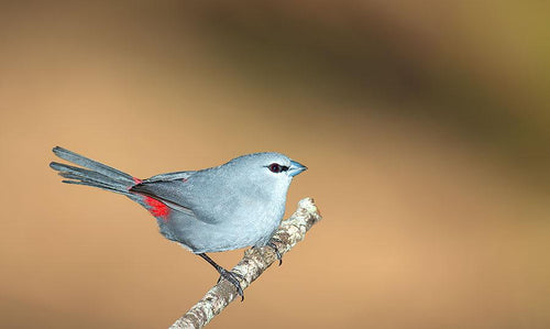 Black-Tailed Lavender Waxbill