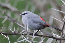 Load image into Gallery viewer, Black-Tailed Lavender Waxbill