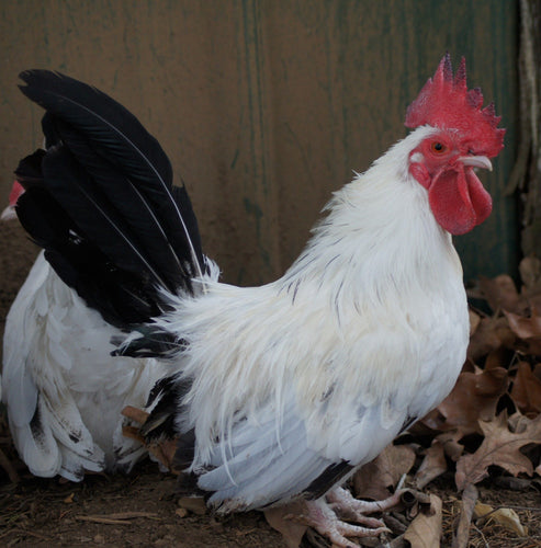 Black-tailed White Japanese Bantam