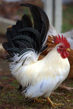 Load image into Gallery viewer, Black-tailed White Japanese Bantam