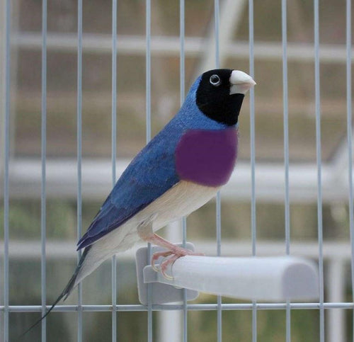 Blue-back Lady Gouldian