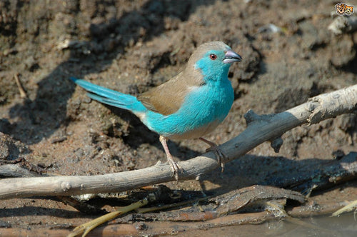 Blue-breasted Cordon-bleu