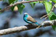 Load image into Gallery viewer, Blue-breasted Cordon-bleu