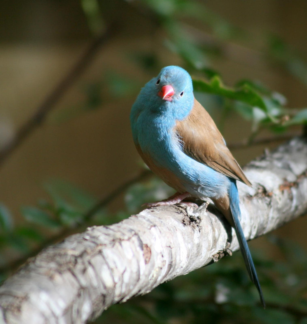 Blue-capped Cordon Bleu Finch