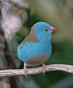 Blue-capped Cordon Bleu Finch