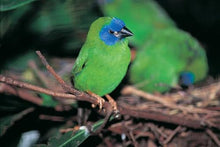 Load image into Gallery viewer, Blue-faced Parrotfinch
