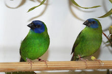 Load image into Gallery viewer, Blue-faced Parrotfinch