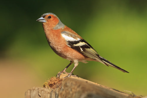 Chaffinch