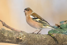 Load image into Gallery viewer, Chaffinch