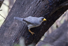 Load image into Gallery viewer, Cinereous Finch