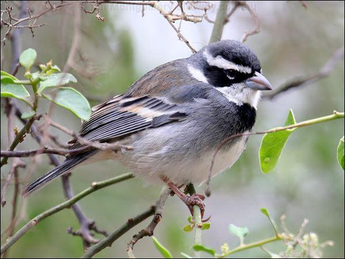 Collared Warbling Finch