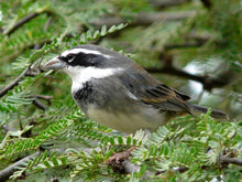 Load image into Gallery viewer, Collared Warbling Finch