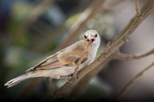 Load image into Gallery viewer, Desert Finch