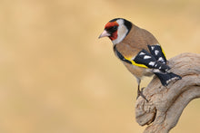 Load image into Gallery viewer, European Australian Goldfinch