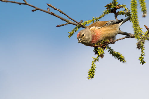 European Linnet