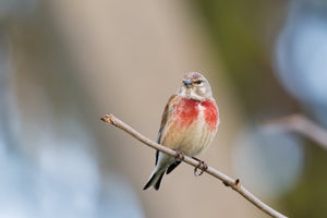 European Linnet