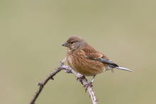 Load image into Gallery viewer, European Linnet
