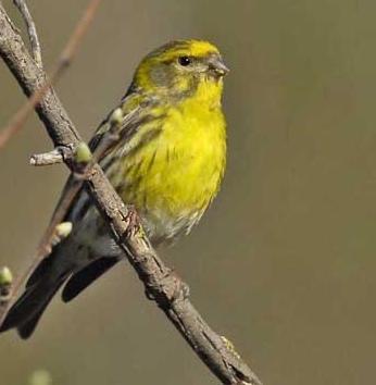 European Serin