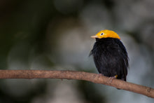 Load image into Gallery viewer, Golden Headed Manakin