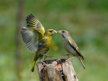 Load image into Gallery viewer, Greenfinch