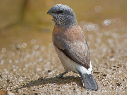 Grey-headed Silverbill