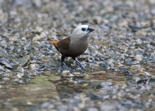 Load image into Gallery viewer, Grey-headed Silverbill