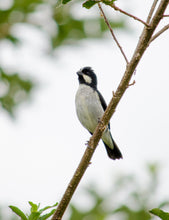 Load image into Gallery viewer, Lined Seedeater