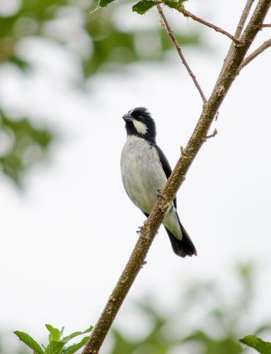 Lined Seedeater